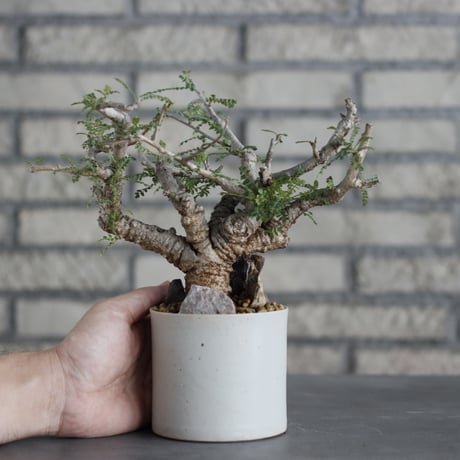 Boswellia neglecta × Atsushi Funakoshi (3.5号)  no.629-43