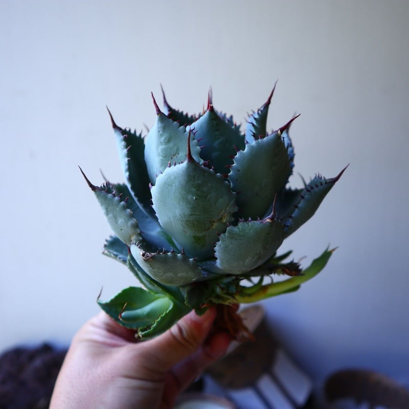 アガベ コンフェデレート ローズ Agave hybrid “Confederate Ro