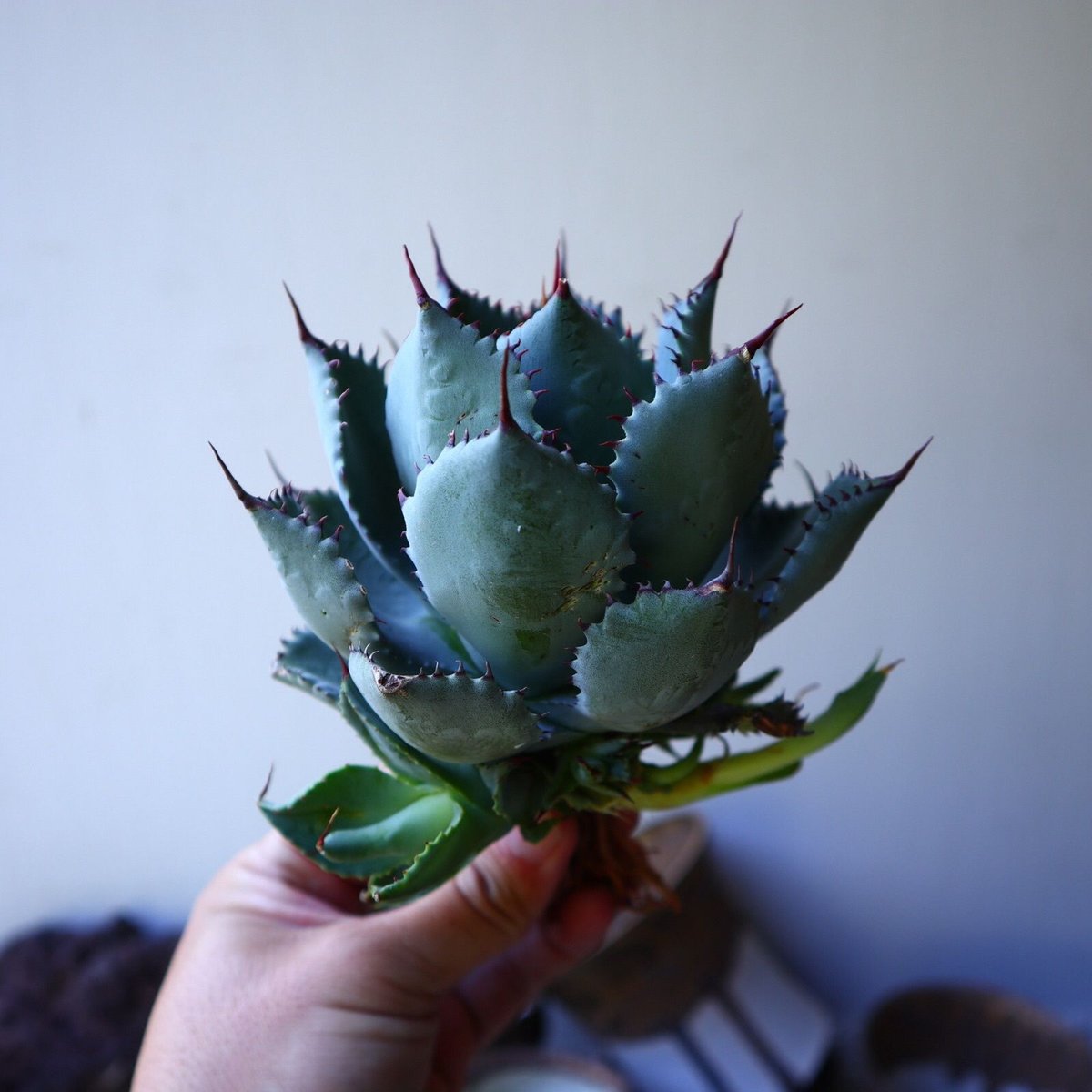 アガベ チタノタ×コンフェデレートローズhyd 子株 アガベ・コンフェデレートローズ×チタノタ4 | trigger