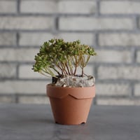 Aeonium sedifolium (小人の祭) × YAMABACHI (3号) no.607/30