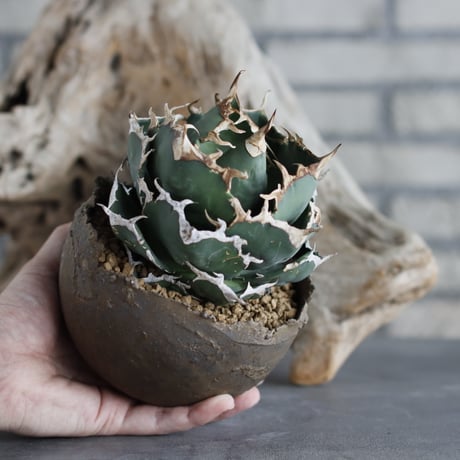 Agave titanota personal collection × takero pot (4.5号)  no.629-44