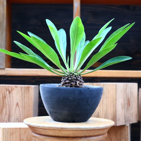 ユーフォルビア  鉄甲丸／Euphorbia bupleurifolia   no.61917