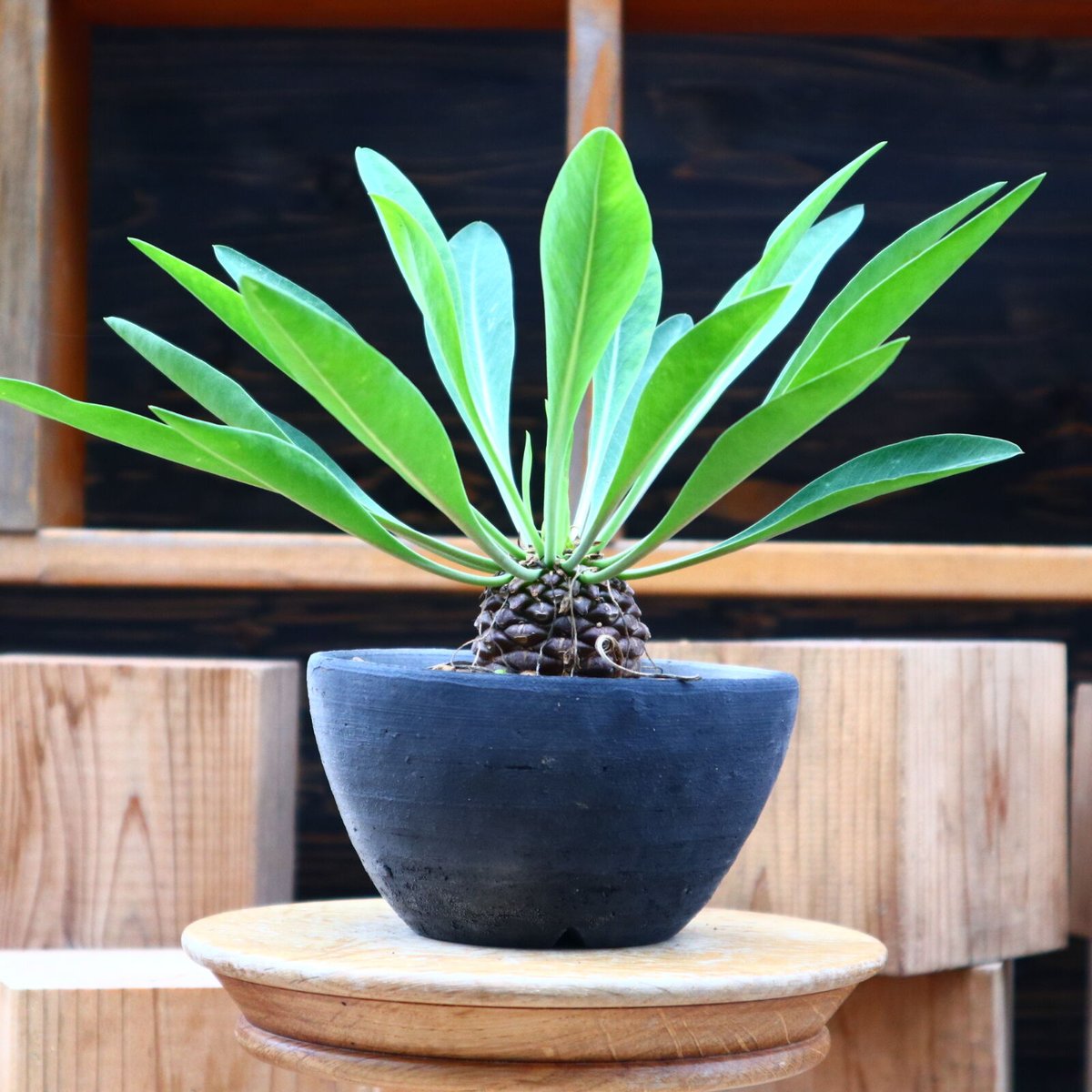 A052 ユーホルビア鉄甲丸Euphorbia bupleurifolia 2株