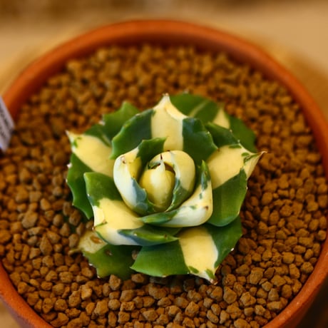 Agave potatorum × YAMABACHI    no.123161