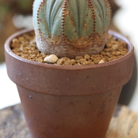 Euphorbia obesa × YAMABACHI var. 中川智治  no.818109