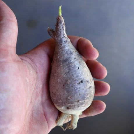パキポディウム グラキリス 抜苗  Pachypodium rosulatum var. gracilius no.100615