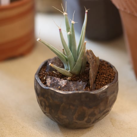 Leuchtenbergia principis × たけろうポット  no.112-24