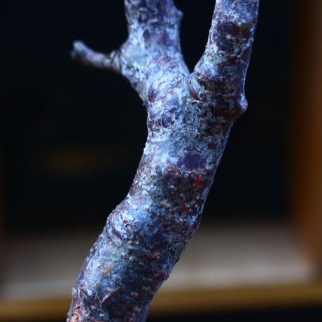 コミフォラ モンストローサ／Commiphora monstrosa   no.100354
