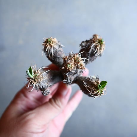 ユーフォルビア   ギラウミニアナ  Euphorbia guillauminiana  no.110303