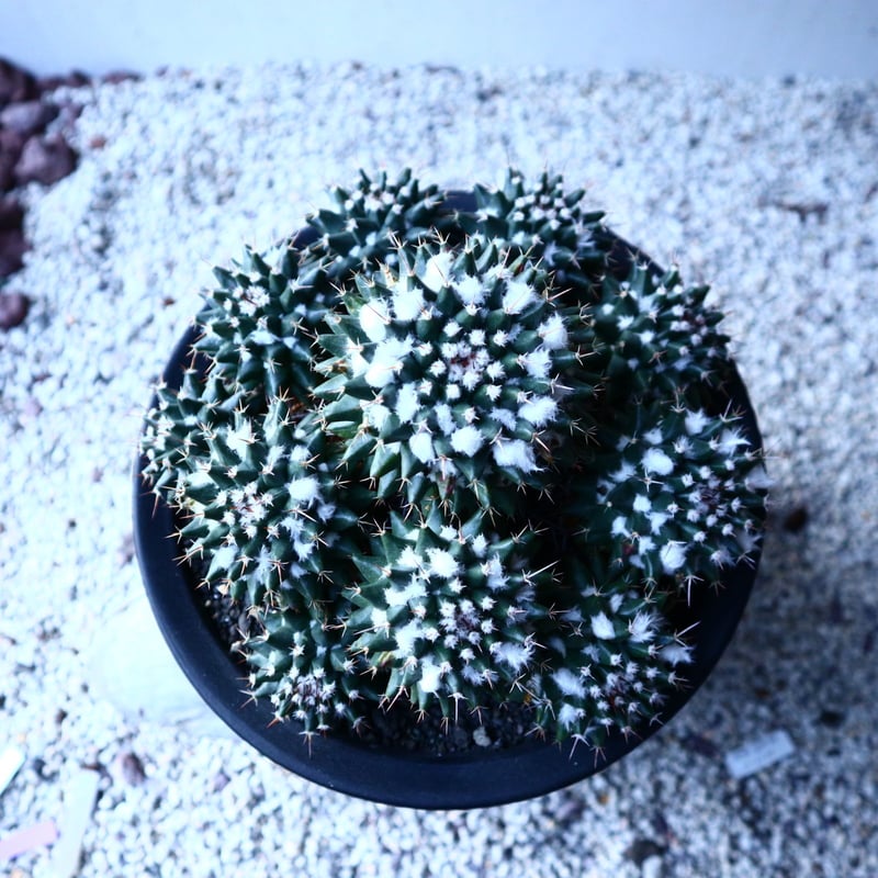 マミラリア　ブカレンシス　総柄　超極上斑 サボテン：マミラリア ブカレンシス錦*幅16cm 現品 一品限り