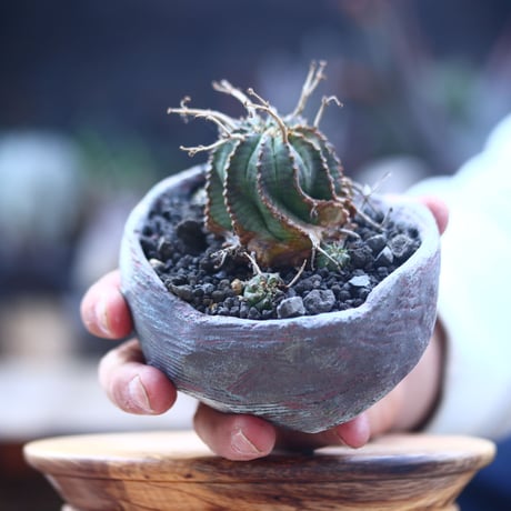 ユーフォルビア  バリダ     Euphorbia valida    no.22835