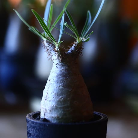 パキポディウム グラキリス   Pachypodium rosulatum var. gracilius no.705-2