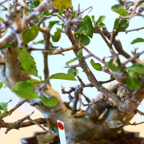 Commiphora wightii × soso   no.100855