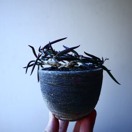 ユーフォルビア キリンドフォリア    Euphorbia cylindrifolia   no.30107