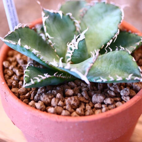 【9/9入荷未発根未活着ベアルート植込み】 Agave titanota "Filigree crested  no.91757