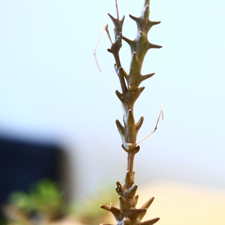 たけろうポット × Ceropegia dimorpha    no.72361