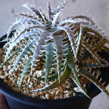 Dyckia delica F1(self)  タイsueb氏ハイブリッド     013