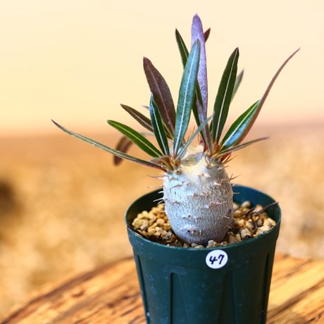 パキポディウム カクチペス(実生) / Pachypodium rosulatum var. cactipes   no.51447