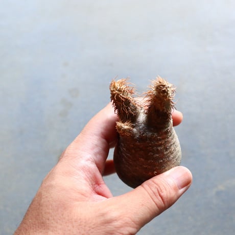 パキポディウム グラキリス 抜苗  Pachypodium rosulatum var. gracilius no.92910