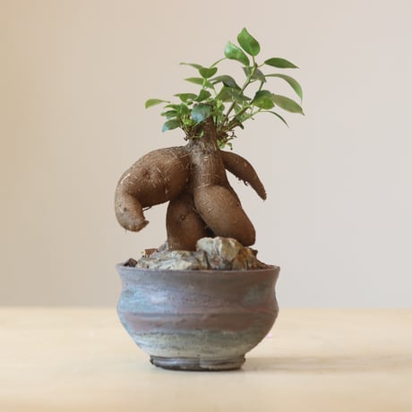 Ficus microcarpa × 安西桂   no.309-15