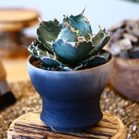 【9/9入荷未発根未活着ベアルート植込み】 Agave titanota White Whale   no.91773
