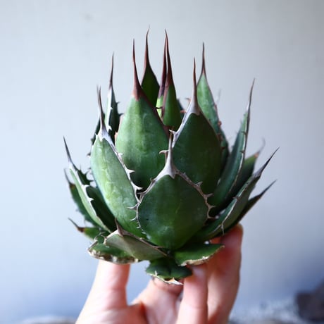 アガベ ホリダ   Agave horrida    no.111017