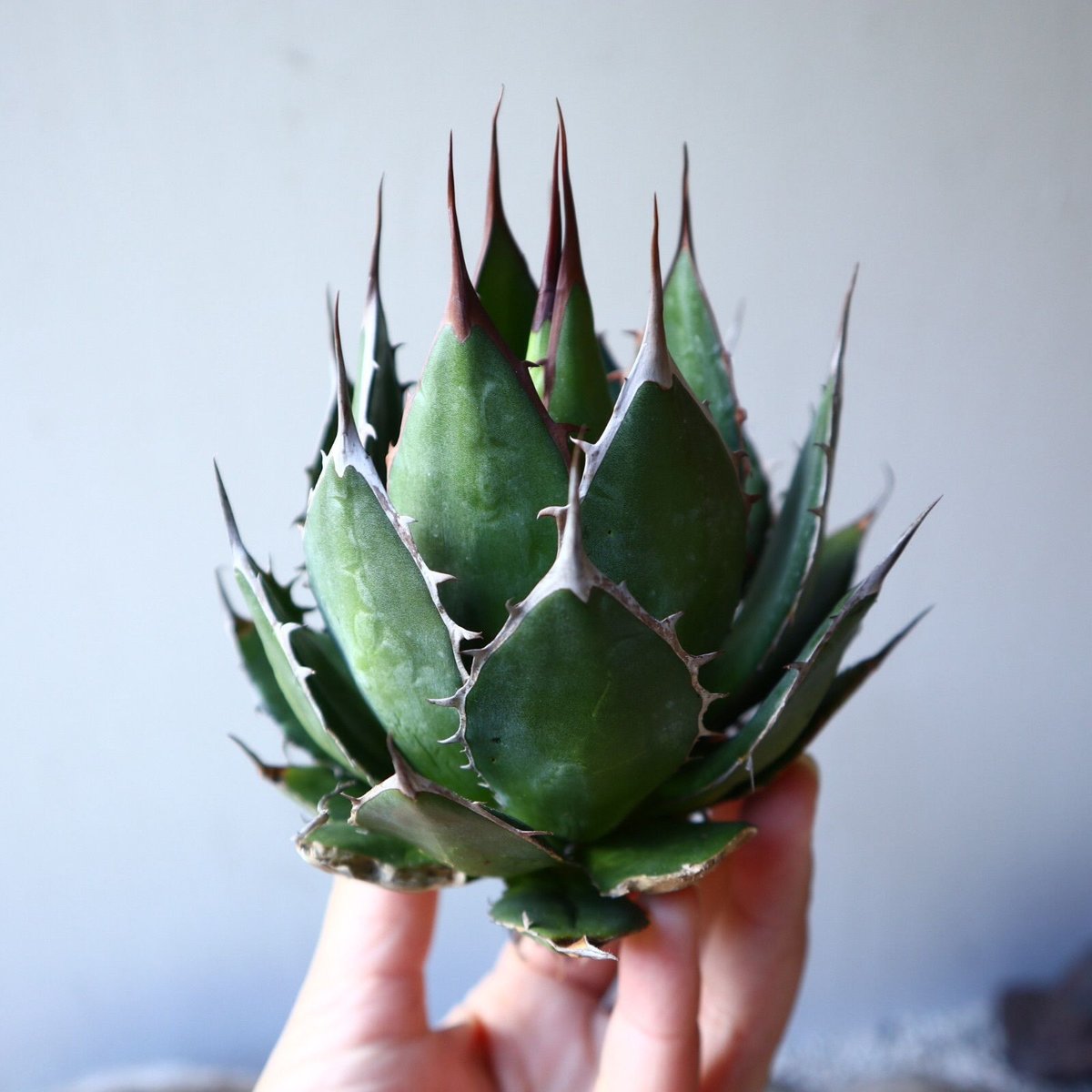 アガベホリダ極上株 Agave horrida No.AHRD017 アガベ ホリダ