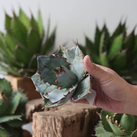 U.S. personal collection Blue (Agave titanota blue) / Style of Chika　no.1206-45