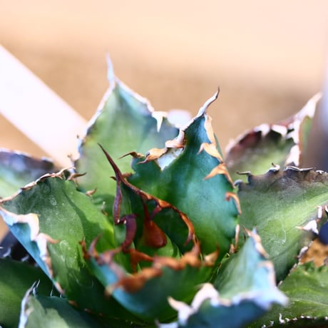 'ハルコイ´セット (N/OH × Agave titanota "FO-76)  no.30348