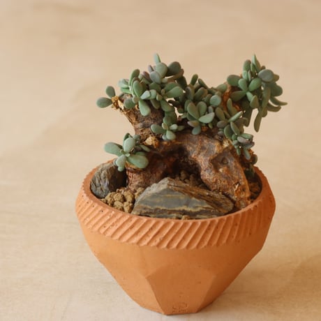 Ceraria pygmaea × N/OH (4号鉢)　no.412-11