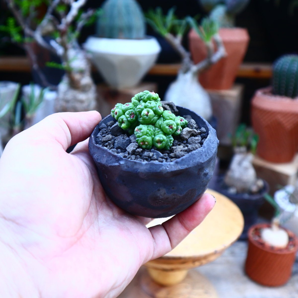 サボテン マミラリア ボカサナフレッド 大株 5号菊鉢 Mammillaria bocasana cv. Fred マミラリア ボカサナ”フレッド