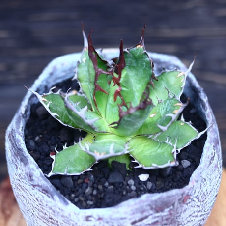 アガベ ホリダ    Agave horrida     no.30616