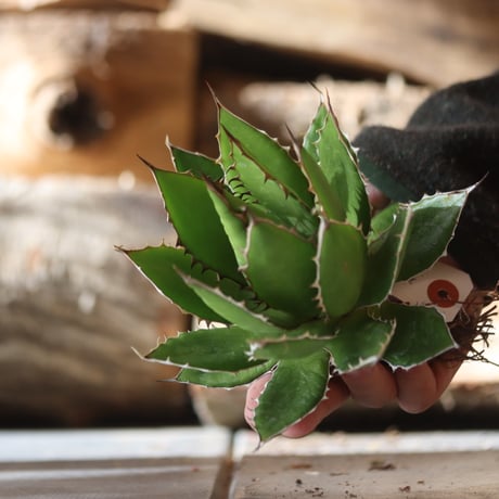 U.S. horrida (Agave horrida) / Style of Chika　no.1203-17