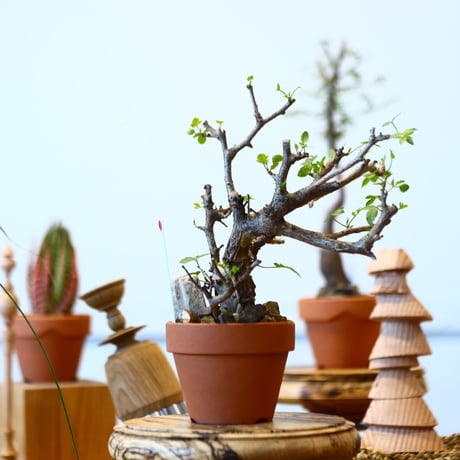 YAMABACHI × Bursera fagaroides   no.91045