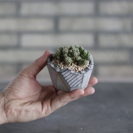 Euphorbia sepulta × N/OH (3号)  no.510/46