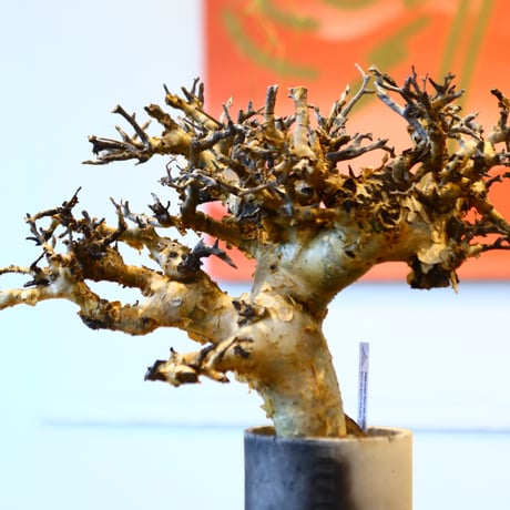 Commiphora stocksiana × Masafumi Shigeta　no.11445