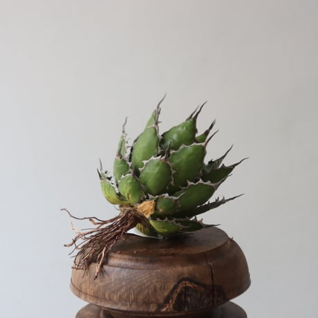U.S. horrida (Agave horrida) / Style of Chika　no.1227-18