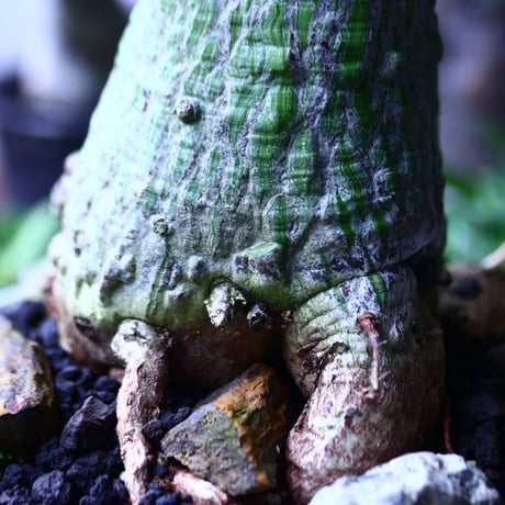 プセウドボンバックス エリプティクム  Pseudobombax ellipticum   no.71903