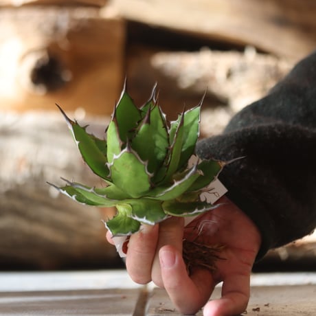 U.S. horrida (Agave horrida) / Style of Chika　no.1203-16