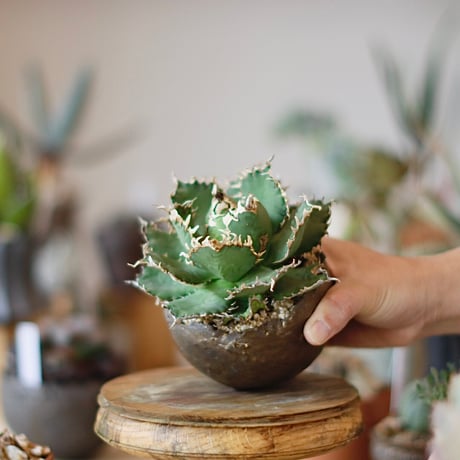 Agave titanota filigree × takero pot (3.5号)  no.1214/20