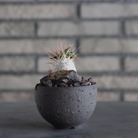 Pachypodiu namaquanum / 光堂 × N/OH (3号)  no.817-43