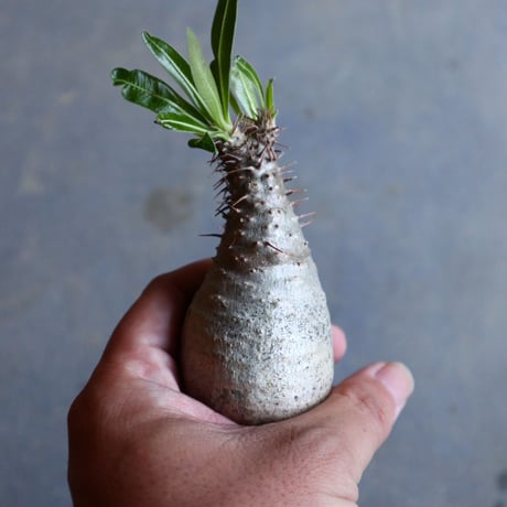 パキポディウム グラキリス   Pachypodium rosulatum var. gracilius no.110316