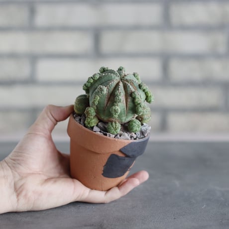 Euphorbia obesa (仔吹きオベサ) × N/OH(3号)  no.510/41