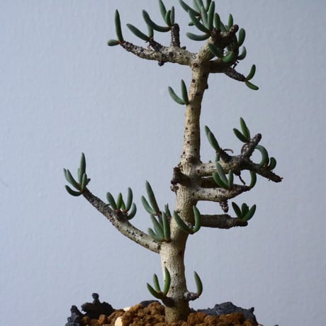 チレコドン  ブッコルジアヌス   Tylecodon  buchholzianus  No.004