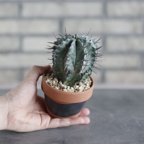 Euphorbia horrida × N/OH (3号)  no.510/40