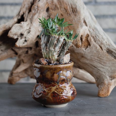 Pachypodium gracilius 綴化 × P＆A (2.5号)  no.622-21