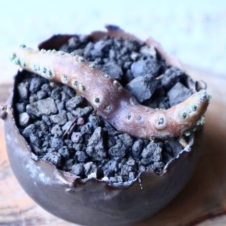 サルコカウロン  ムルチフィズム  Sarcocaulon multifidum  no.20328