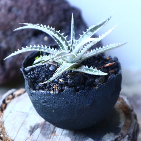Dyckia   Hybrid   'HB  Tarzan  #Q-01' X 'Bone'     no.72811