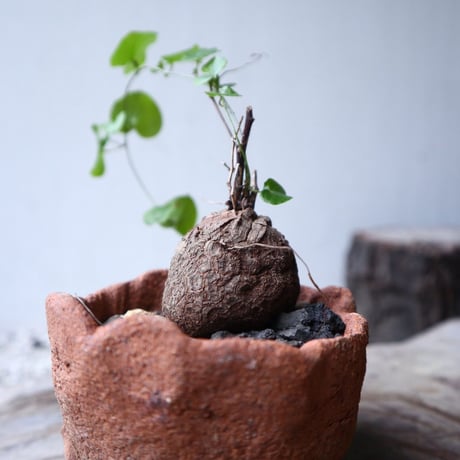 ディオスコレア   亀甲竜    Dioscorea elephantipe     no.112412