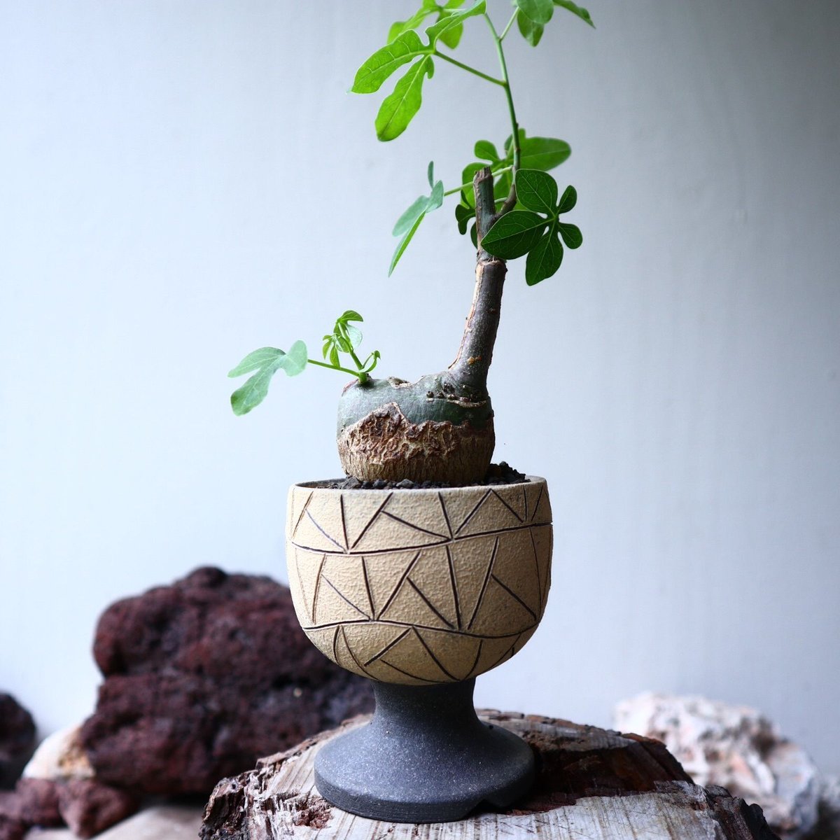 アデニアグラウカ 現品鉢ごと発送 アデニアグラウカ 現品鉢ごと発送